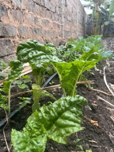 Spinach
