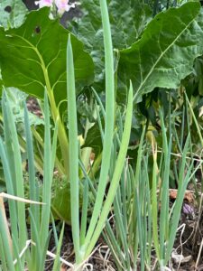 Spring onions