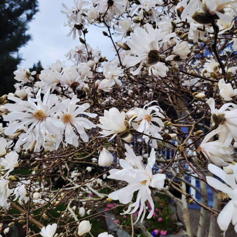 Star Magnolia in bloom