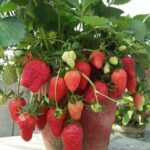 Types of strawberries