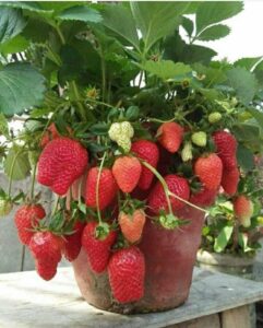 Types of strawberries