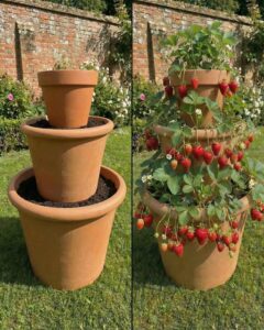 Strawberry pot ideas
