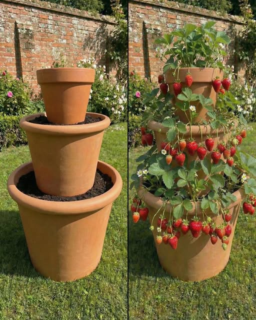 Strawberry pot ideas