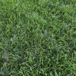 Summer lawn fertilizer