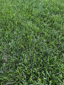 Summer lawn fertilizer