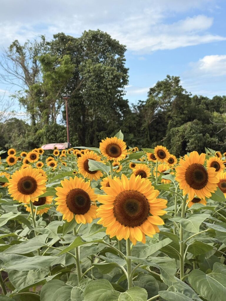 Types of sunflowers