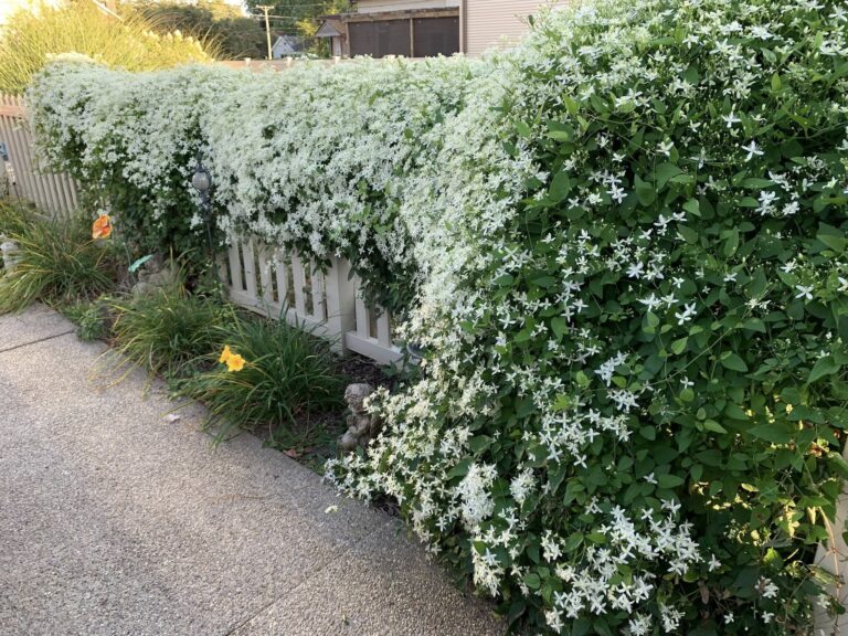 Flowering vines for zone 7