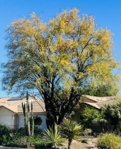 Sweet acacia tree