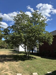 Sweetbay Magnolia Mature