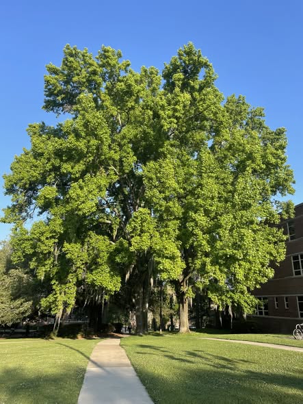 Understanding Sweetgum (Liquidambar styraciflua): Identification, Uses, Problems, and Cultivation Details