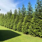 Thuja Green Giant