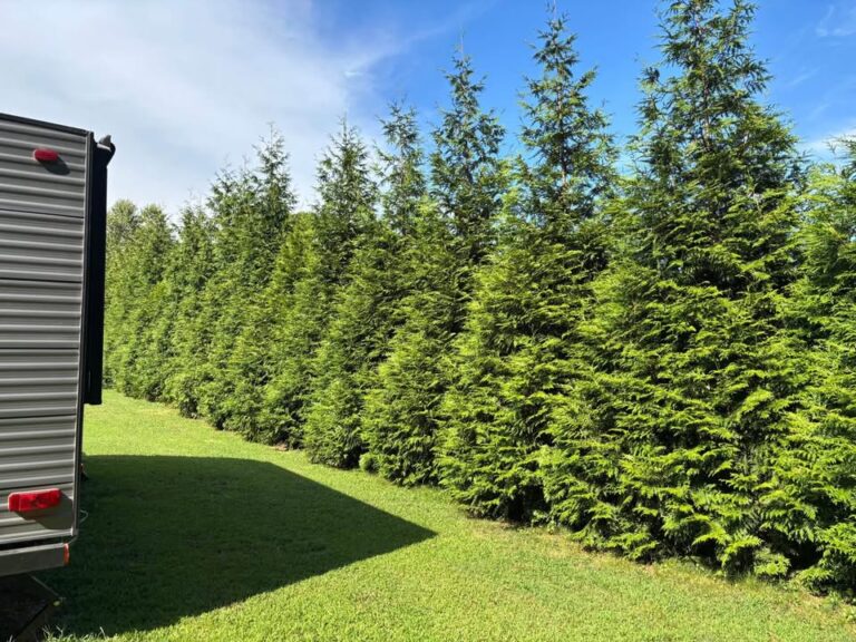 Thuja Green Giant