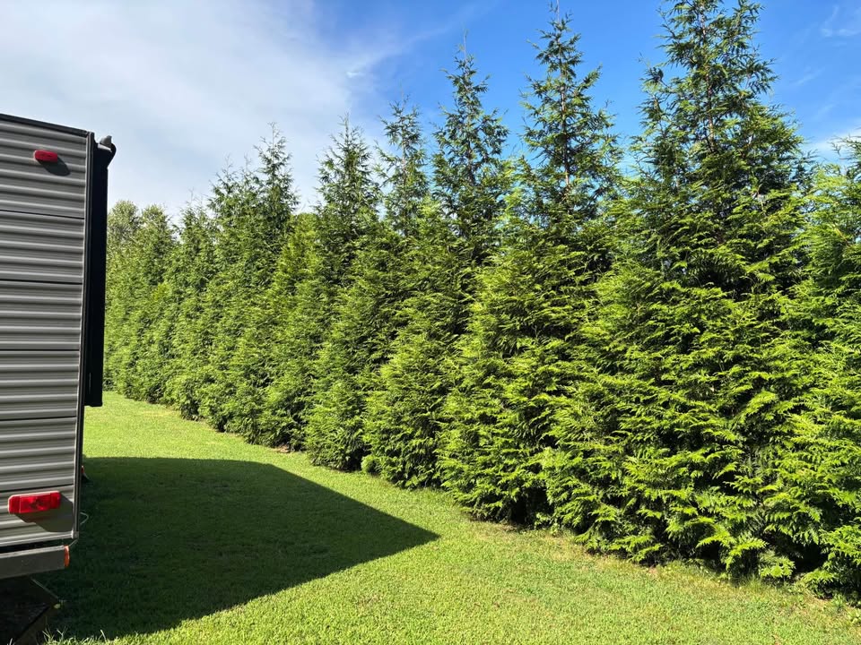 Thuja Green Giant