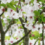 Umineko Cherry Bloom