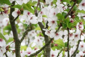 Umineko Cherry Bloom