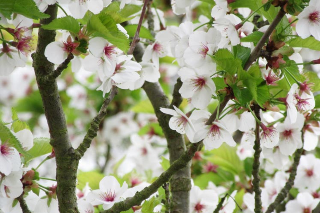 Understanding Umineko Cherry (Prunus ‘Umineko’): History, Features ...
