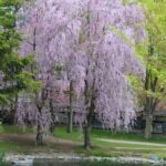 Weeping Cherry Blossom Tree picture