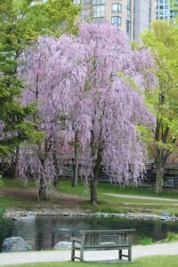 Weeping Cherry Blossom Tree picture