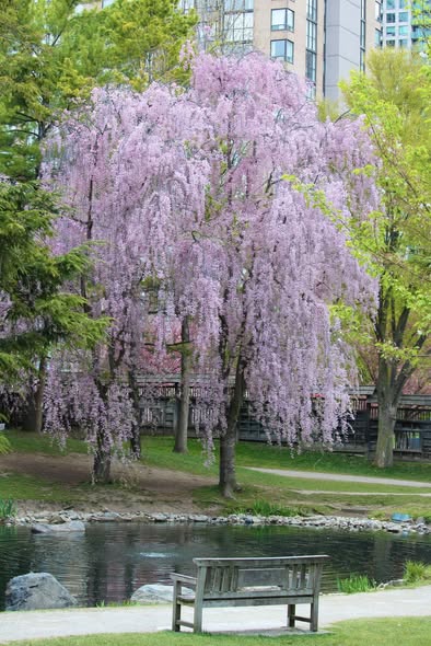Weeping Cherry Blossom Tree picture