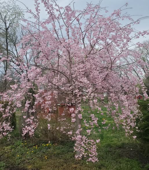 Weeping Higan Cherry