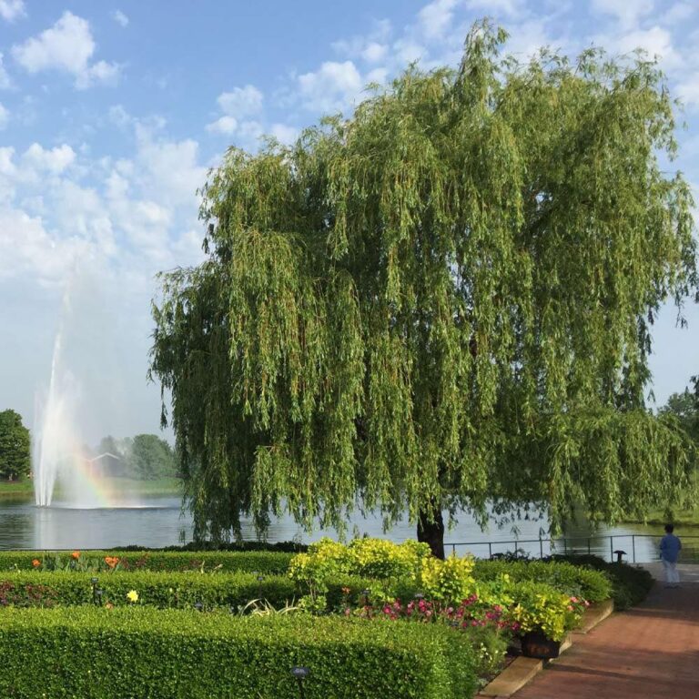 Weeping willow tree