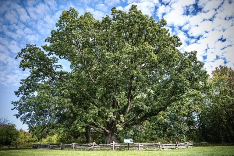 Understanding White Oak (Quercus alba): Identification, Uses, Problems and Cultivation Details