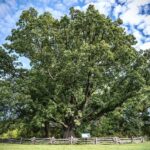White Oak Tree