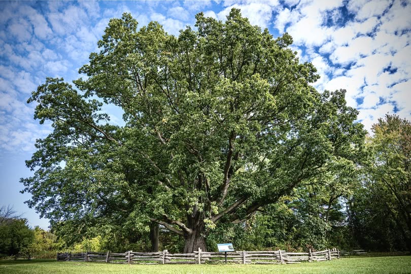 White Oak Tree
