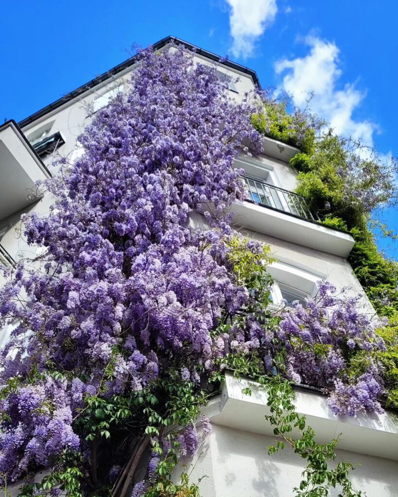 Wisteria floribunda