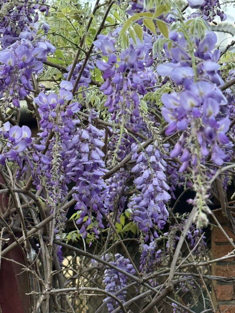 Purple wisteria