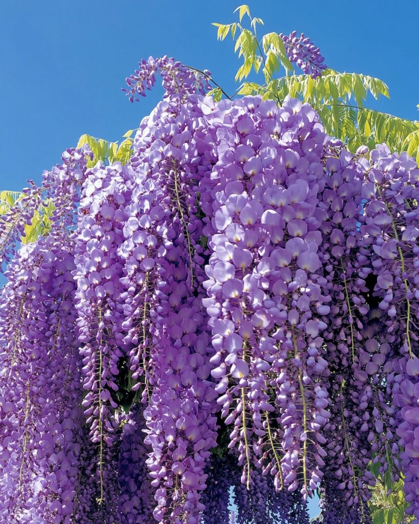 Wisteria sinensis