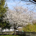 The Yoshino Cherry Tree