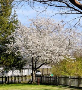 The Yoshino Cherry Tree