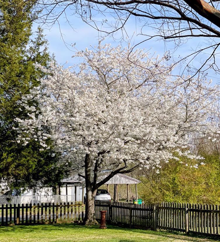 The Yoshino Cherry Tree