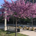 The eastern redbud tree