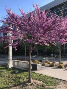The eastern redbud tree
