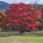 The Japanese Maple Tree