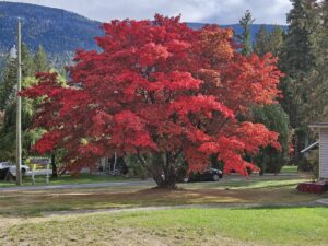 The Japanese Maple Tree