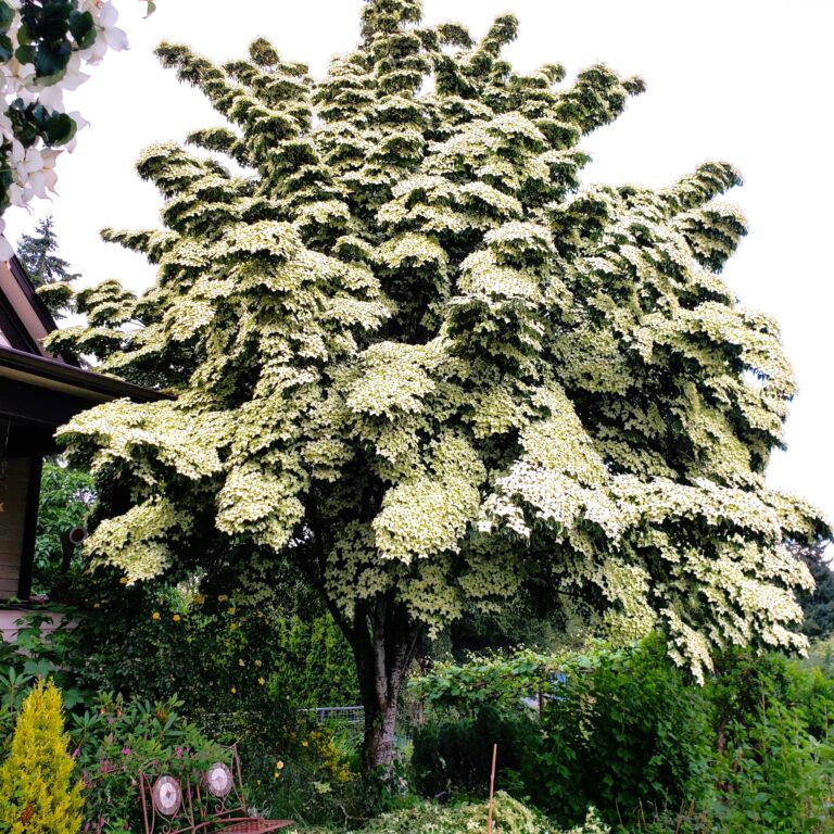 Kousa dogwood tree