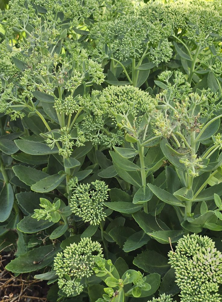 sedum