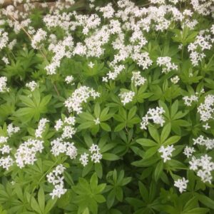 sweet woodruff