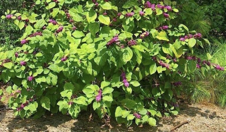 20 Illinois Native Shrubs (With Growing Details)