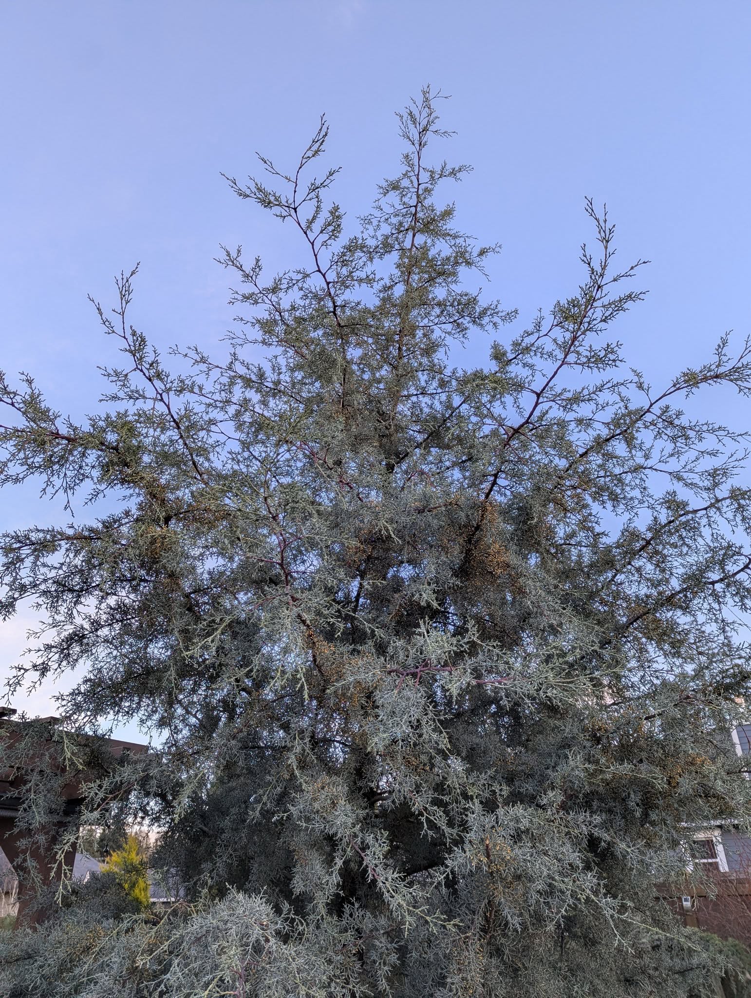 Understanding Blue Ice Arizona Cypress: Size, Growth Rate, Problems ...