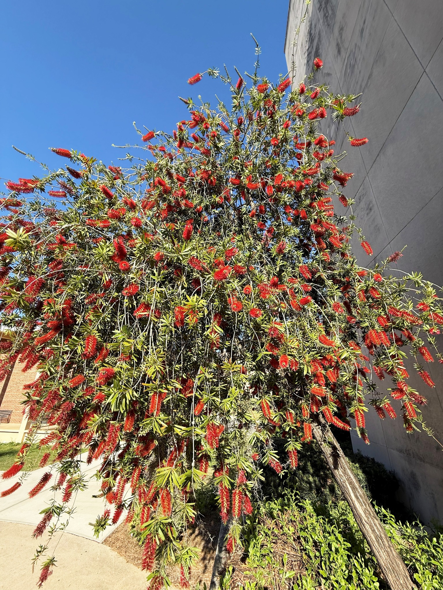 Bottlebrush