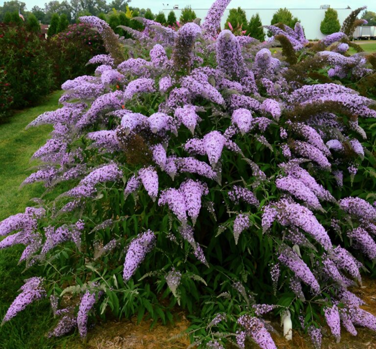 25 Stunning Shrubs With Purple Flowers: Identification and Pictures 