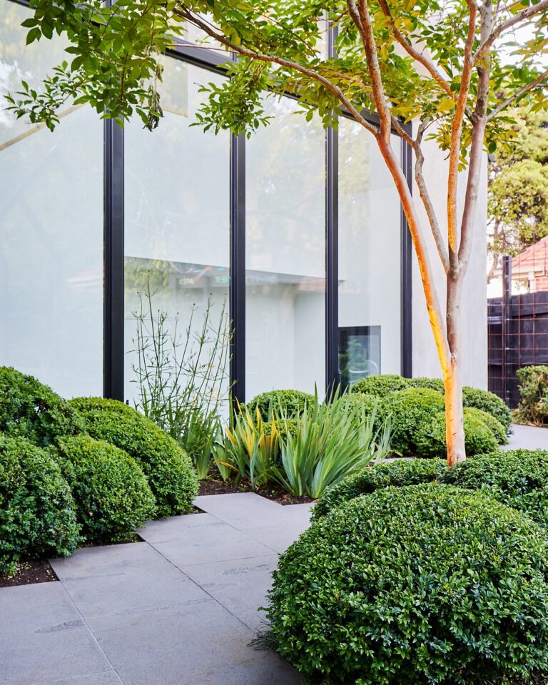 25 Types of Boxwood Shrubs: Variety Identification, Hardiness, and How ...