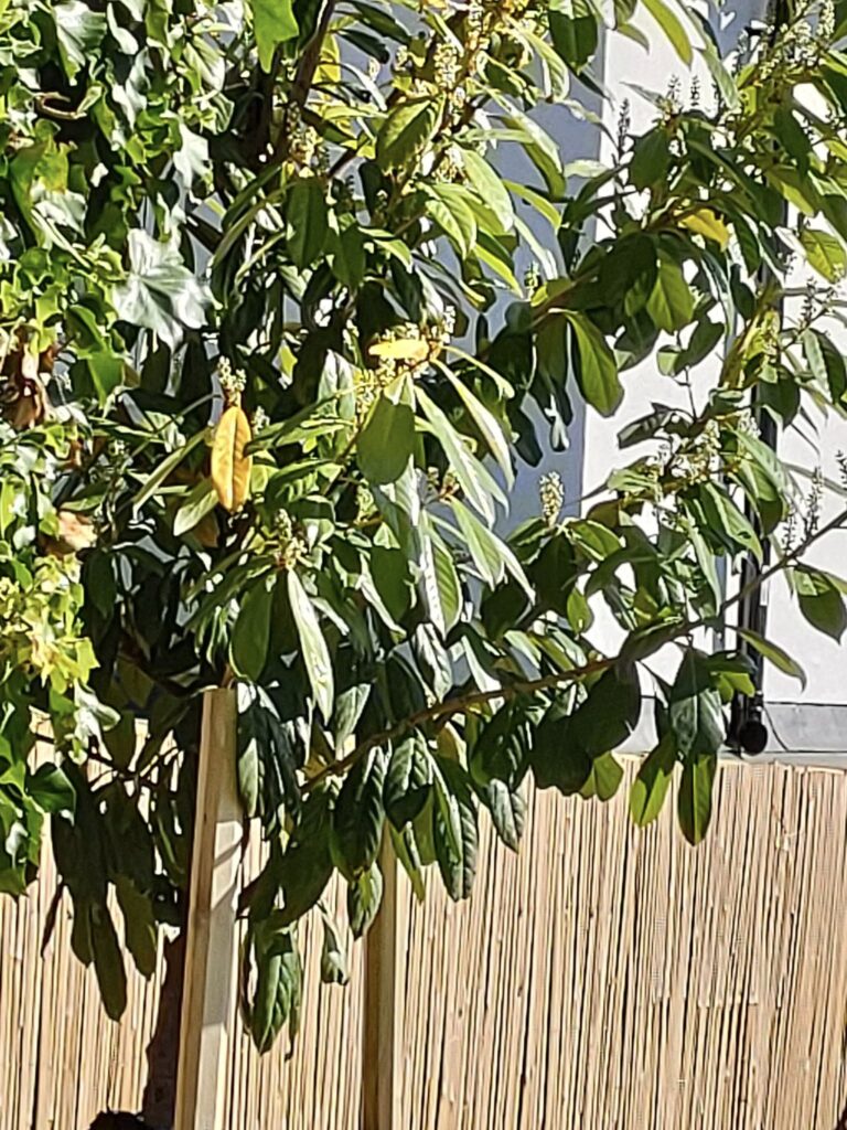 Understanding Cherry Laurel: Size, Growth Rate, Problems, and Cultivation Details