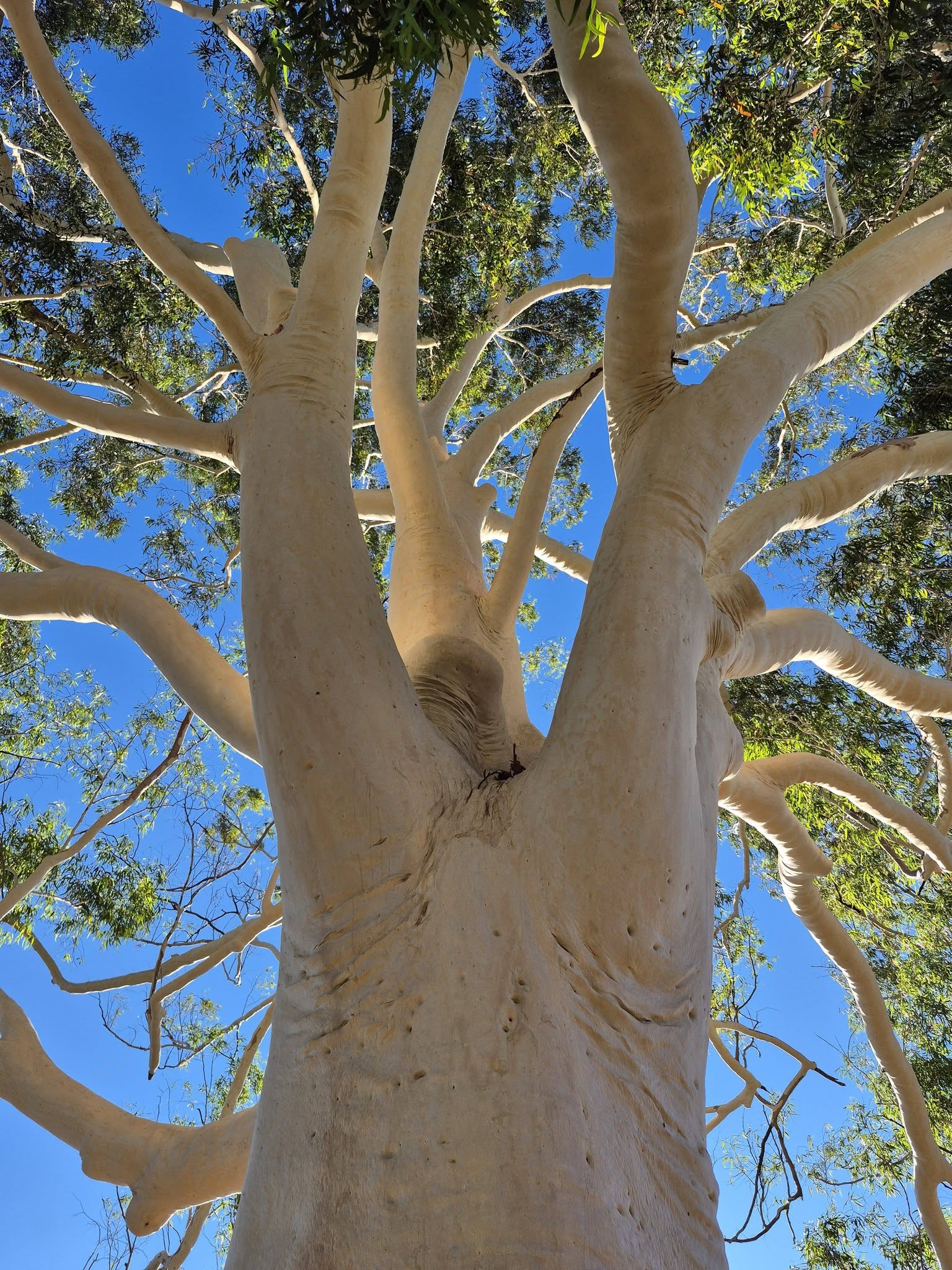 Amazing Eucalyptus Tree Types Images