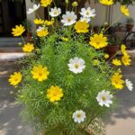 Cosmos Flower