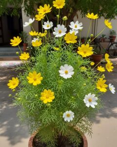 Cosmos Flower
